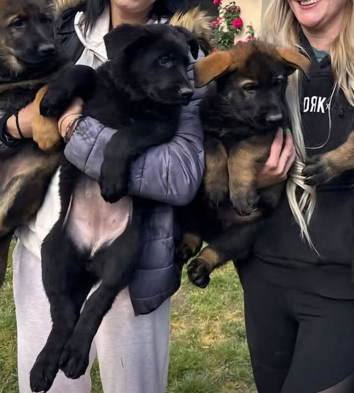 Kennel club registered gsd pups, fully health cheched, straight back parents - Image 12 of 12