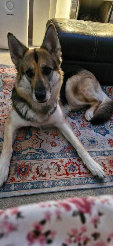 German Shepherd Puppies For Sale