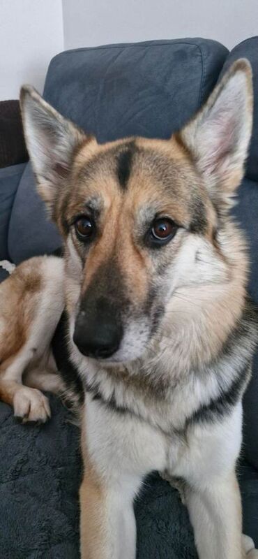 Kia needs a loving home - Image 2 of 3