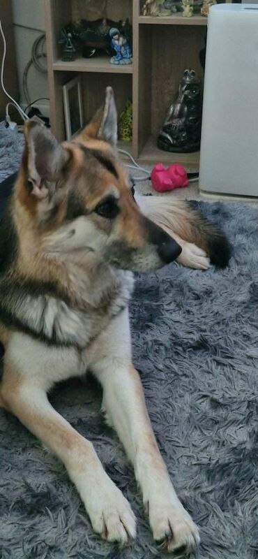 Kia needs a loving home - Image 3 of 3