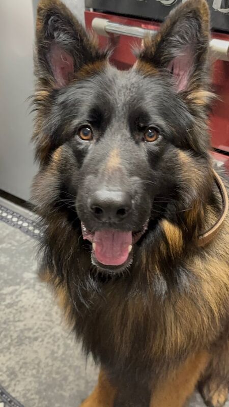 German Shepherd puppies for sale in Southampton, Hampshire – 2 years old