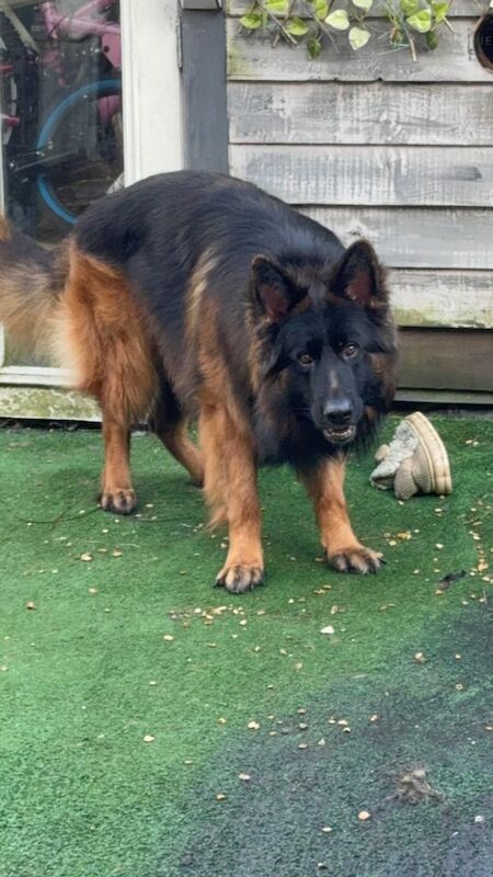 German Shepherd puppies for sale in Southampton, Hampshire – 2 years old - Image 2 of 3