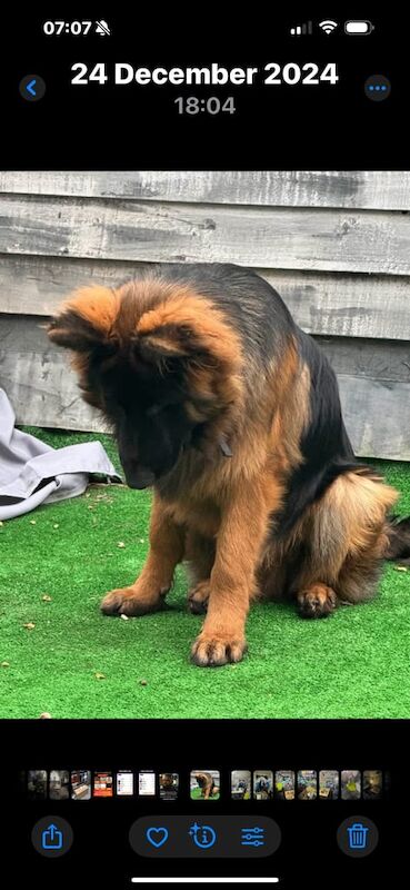 German Shepherd puppies for sale in Southampton, Hampshire – 2 years old - Image 3 of 3