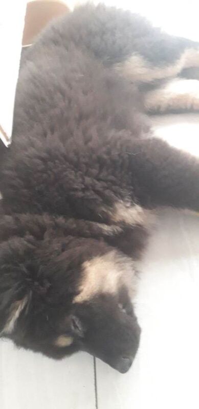 Black German Shepherd Puppies For Sale