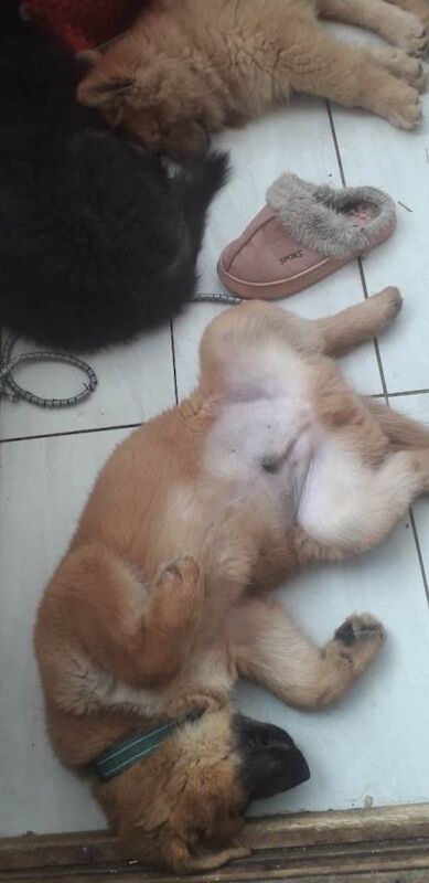 Large puppies, king sheperd,Sheba inu,cross. - Image 2 of 5
