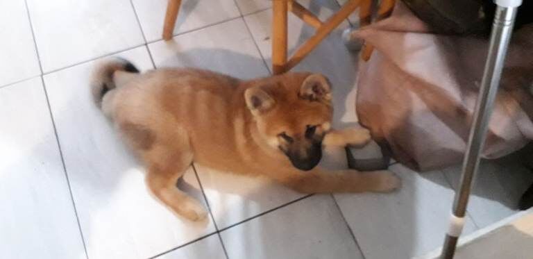 Large puppies, king sheperd,Sheba inu,cross. - Image 3 of 5