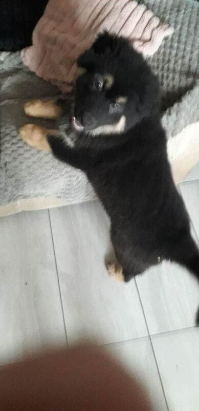 Large puppies, king sheperd,Sheba inu,cross. - Image 4 of 5