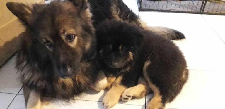 Large puppies, king sheperd,Sheba inu,cross. - Image 5 of 5