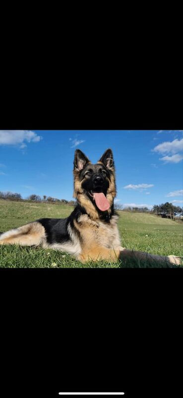 German Shepherd puppies for sale in Hartlepool, Durham – 4 years old