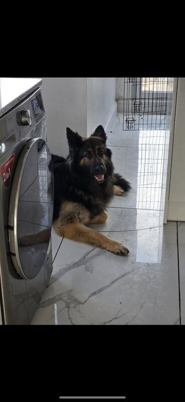 German Shepherd puppies for sale in Hartlepool, Durham – 4 years old - Image 2 of 3