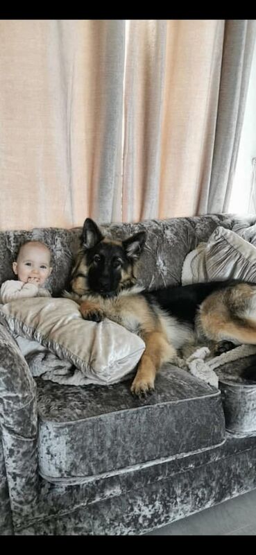 German Shepherd puppies for sale in Hartlepool, Durham – 4 years old - Image 3 of 3