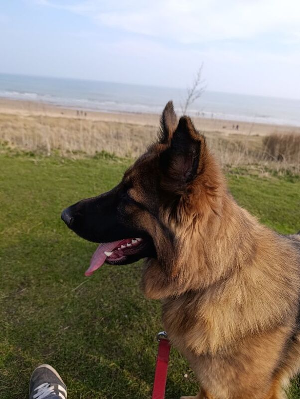 German Shepherd Dogs And Puppies For Adoption