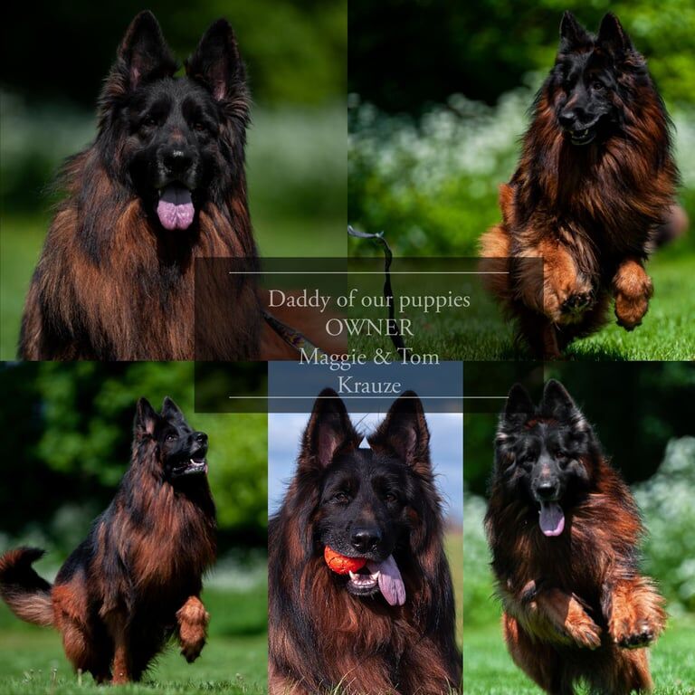 German Shepherd puppies for sale in Kingston upon Hull, East Riding of Yorkshire – 8 weeks old - Image 2 of 3