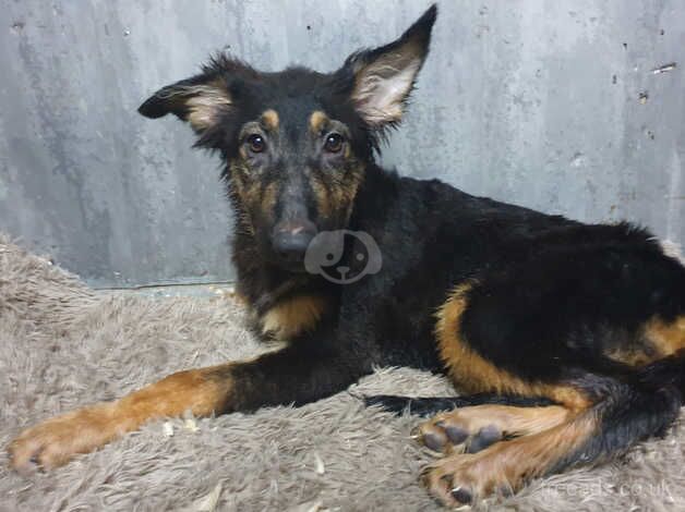 German Shepherd puppies for sale in Accrington, Lancashire – 1 year old - Image 3 of 5