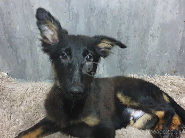 German Shepherd puppies for sale in Accrington, Lancashire – 1 year old - Image 4 of 5
