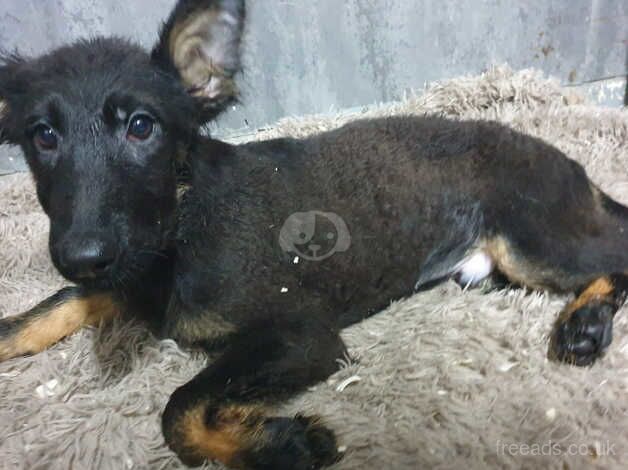 German Shepherd puppies for sale in Accrington, Lancashire – 1 year old - Image 5 of 5