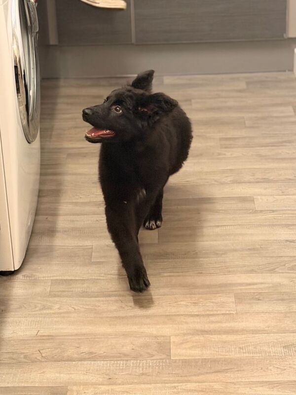 Long coat black German Shepherd puppy