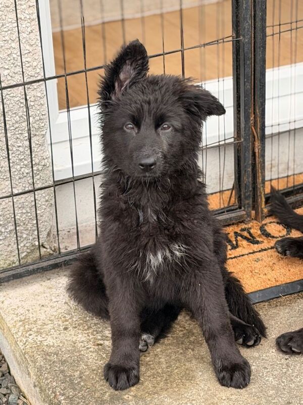 Long coat black German Shepherd puppy - Image 2 of 6