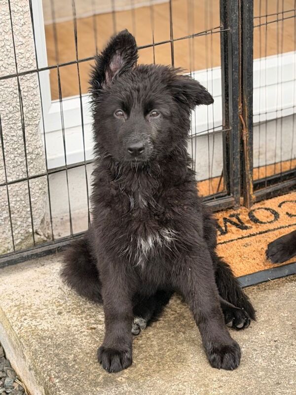 Long coat black German Shepherd puppy - Image 3 of 6