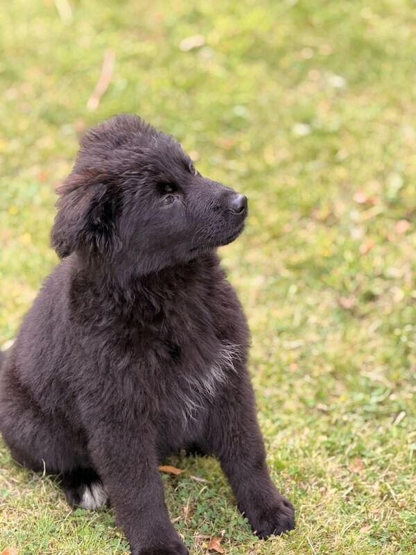 Long coat black German Shepherd puppy - Image 4 of 6