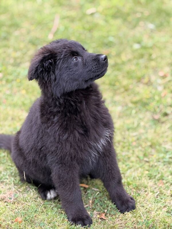 Long coat black German Shepherd puppy - Image 5 of 6