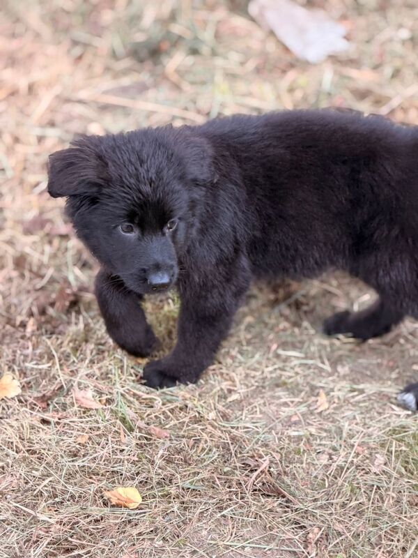 Long coat black German Shepherd puppy - Image 6 of 6