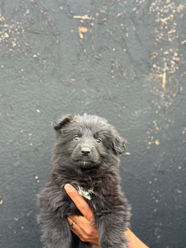 German Shepherd puppies for sale in Romford, Greater London – 7 weeks old
