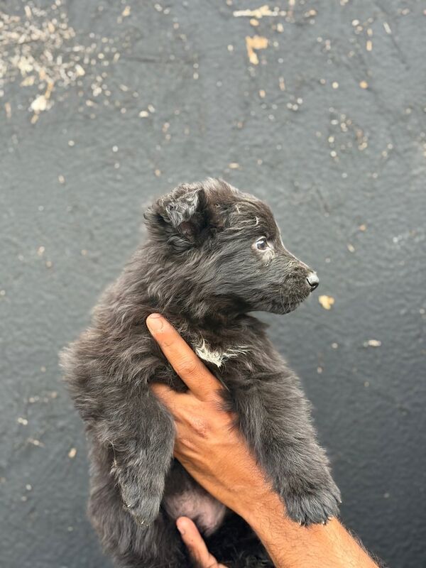 German Shepherd puppies for sale in Romford, Greater London – 7 weeks old - Image 2 of 3