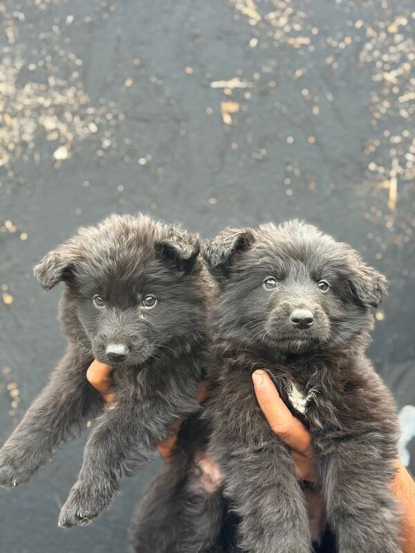 German Shepherd puppies for sale in Romford, Greater London – 7 weeks old - Image 3 of 3