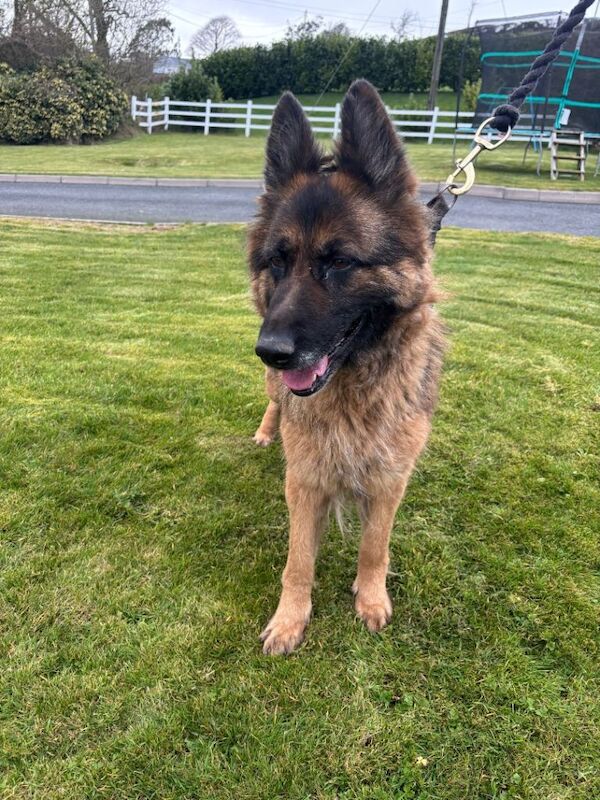 Long Hair German Shepherd