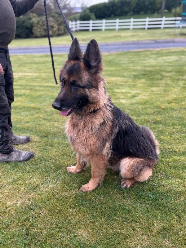 Long Hair German Shepherd - Image 2 of 2
