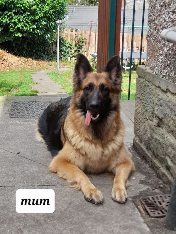 Long Hair German shepherd