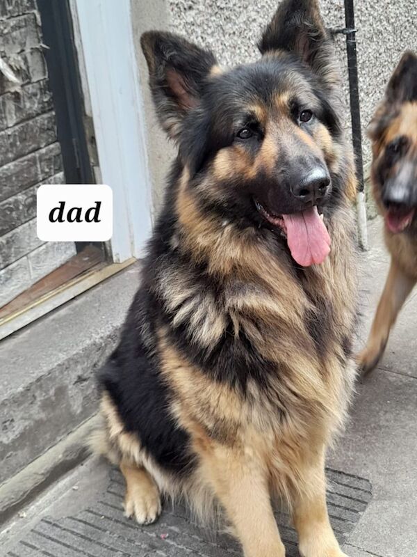 Long Hair German shepherd - Image 2 of 5