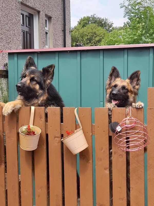 Long Hair German shepherd - Image 3 of 5