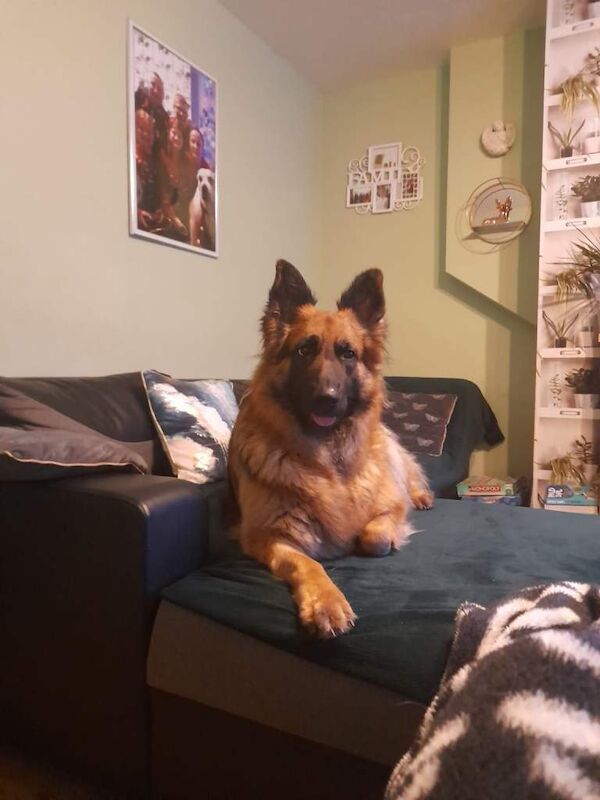 Long Hair German shepherd - Image 4 of 5