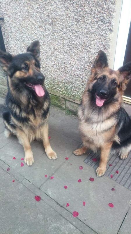 Long Hair German shepherd - Image 5 of 5