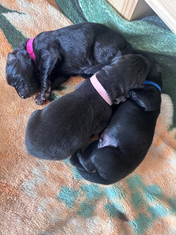 German Shepherd puppies for sale in Airdrie, Lanarkshire – 2 weeks old