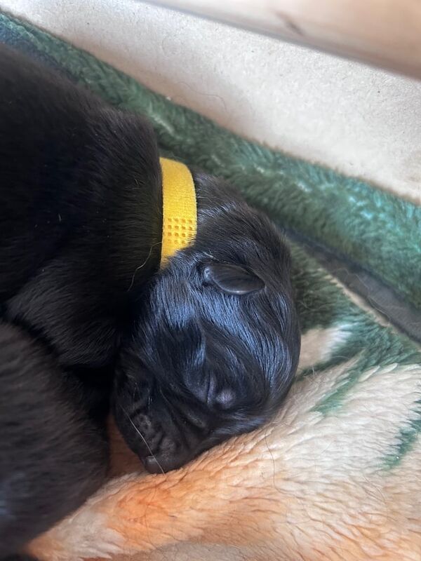 Long haired German puppies - Image 2 of 3