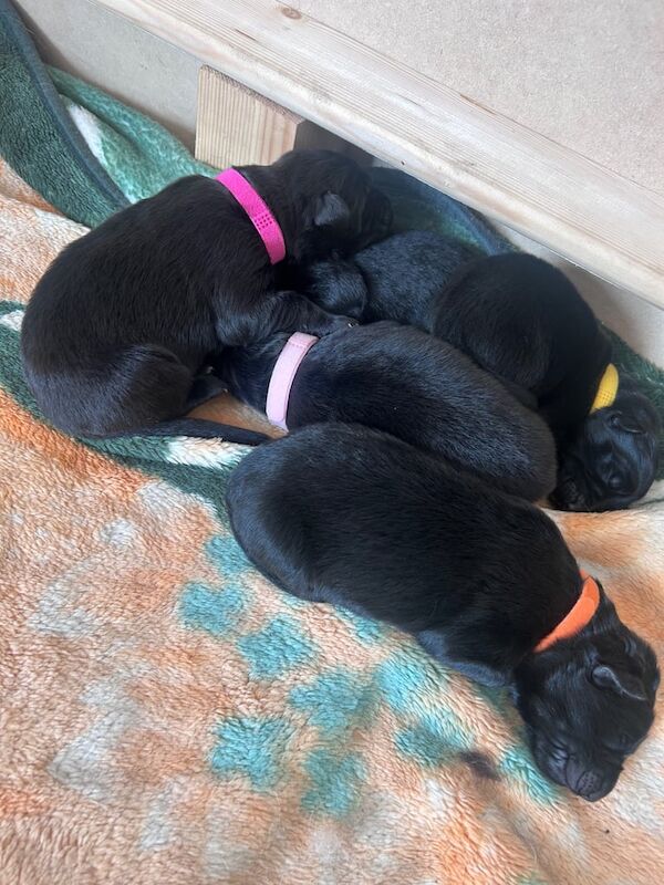 Long haired German puppies - Image 3 of 3