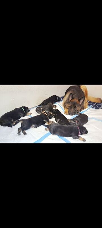 Long haired German Shepherd puppies for sale in Wolverhampton, West Midlands
