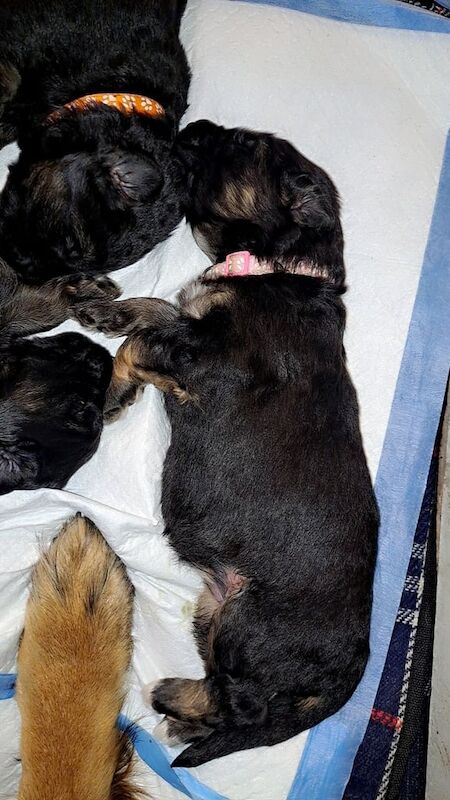 Long haired German Shepherd puppies for sale in Wolverhampton, West Midlands | Image 3