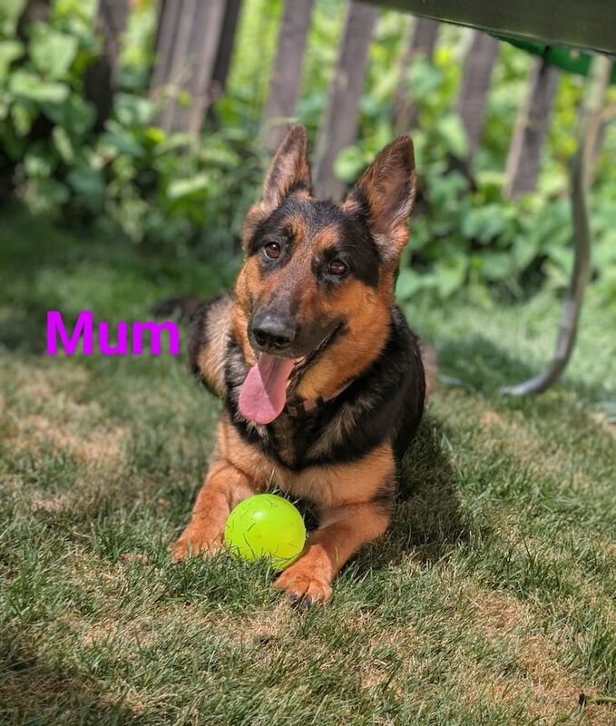 Long Haired German Shepherd Puppies for sale in Southend-on-Sea, Essex