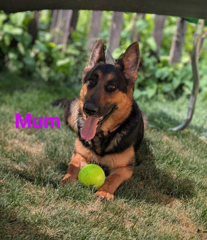Long Haired German Shepherd Puppies for sale in Southend-on-Sea, Essex | Image 2