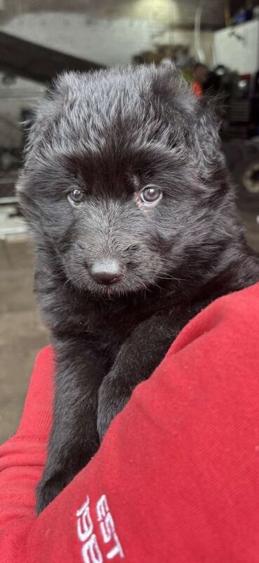 German Shepherd puppies for sale in Airdrie, Lanarkshire – KC registered, 5 weeks old