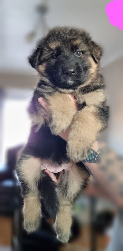 German Shepherd puppies for sale in Stoke-on-Trent, Staffordshire – KC registered, 6 weeks old