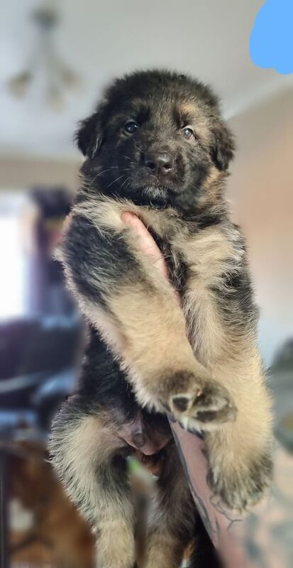 German Shepherd puppies for sale in Stoke-on-Trent, Staffordshire – KC registered, 6 weeks old - Image 2 of 3