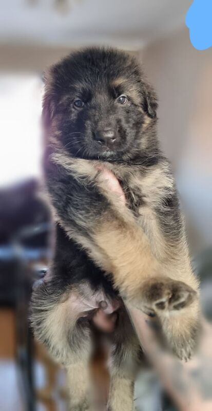 German Shepherd puppies for sale in Stoke-on-Trent, Staffordshire – KC registered, 6 weeks old - Image 3 of 3