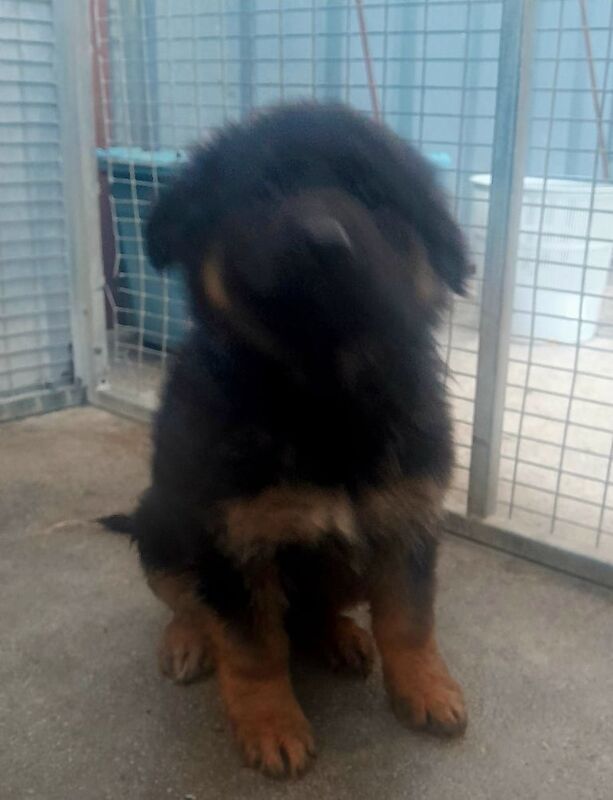 Long haired german shepherd puppies - Image 2 of 3