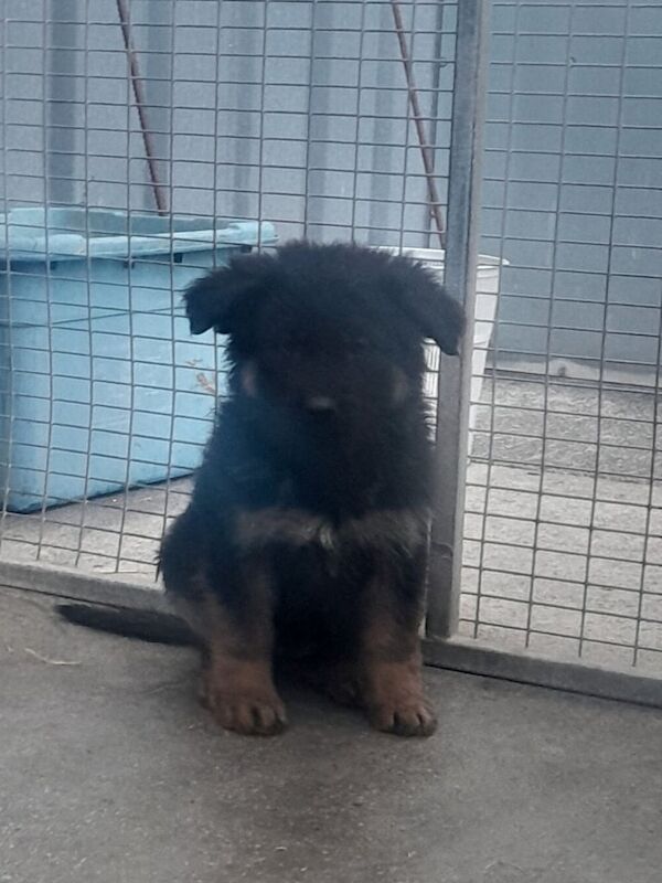 Long haired german shepherd puppies - Image 3 of 3