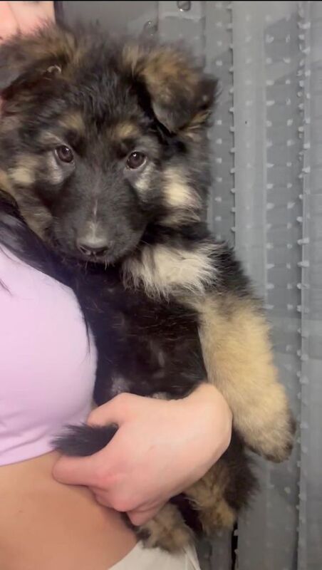 long haired german shepherd puppies